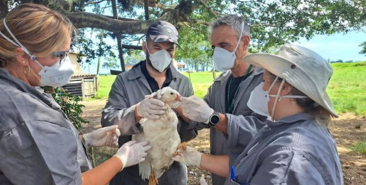 Nuevo foco de gripe aviar en el sur de Brasil
