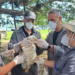Nuevo foco de gripe aviar en el sur de Brasil