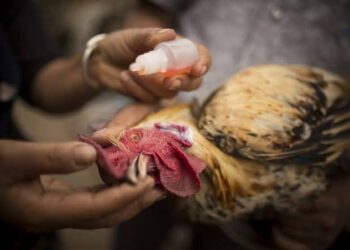 Brasil: se detectó la Enfermedad de Newcastle y Senasa restringió importaciones