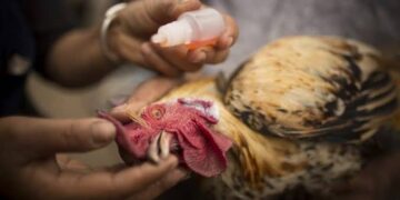 Brasil: se detectó la Enfermedad de Newcastle y Senasa restringió importaciones