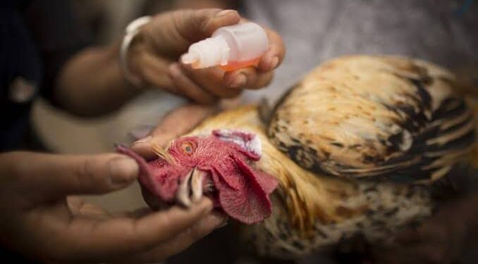 Brasil: se detectó la Enfermedad de Newcastle y Senasa restringió importaciones