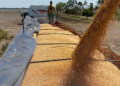 Exportaciones récord: el maíz argentino avanza a todo ritmo y domina el mercado mundial