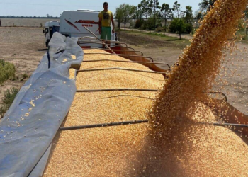 Exportaciones récord: el maíz argentino avanza a todo ritmo y domina el mercado mundial