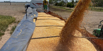 Exportaciones récord: el maíz argentino avanza a todo ritmo y domina el mercado mundial