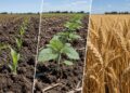 El Niño afecta los cultivos: ¿están en riesgo los rindes?