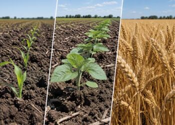 El Niño afecta los cultivos: ¿están en riesgo los rindes?