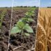 El Niño afecta los cultivos: ¿están en riesgo los rindes?