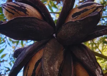 Con pruebas de ADN, el INTA verifica la identidad de los cultivares de pecán para mejorar la polinización