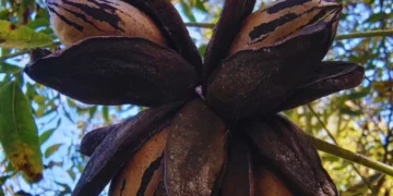 Con pruebas de ADN, el INTA verifica la identidad de los cultivares de pecán para mejorar la polinización