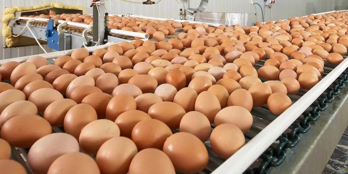 El huevo argentino marca un récord y Tucumán busca crecer