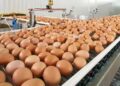 El huevo argentino marca un récord y Tucumán busca crecer
