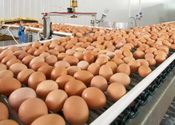 El huevo argentino marca un récord y Tucumán busca crecer