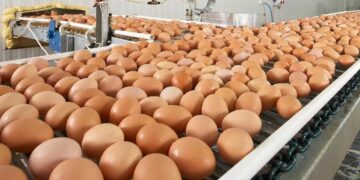 El huevo argentino marca un récord y Tucumán busca crecer