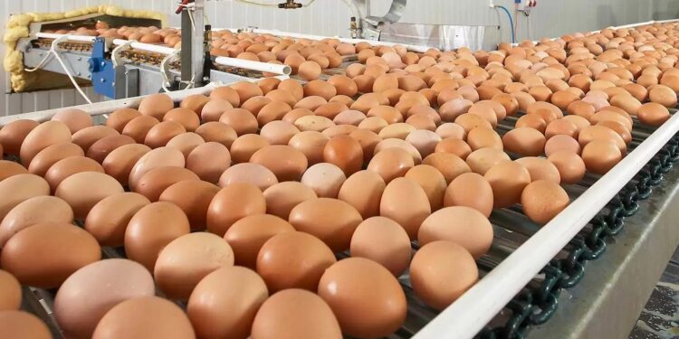 El huevo argentino marca un récord y Tucumán busca crecer