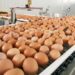 El huevo argentino marca un récord y Tucumán busca crecer