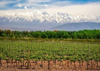 El Niño también impacta en Mendoza: la primavera lluviosa ya empieza a complicar a las fincas