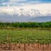 El Niño también impacta en Mendoza: la primavera lluviosa ya empieza a complicar a las fincas