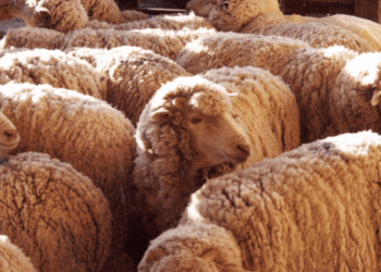 Las exportaciones de lana argentina crecen y marcan récord