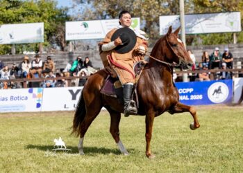 Arequipay: la pasión familiar por los caballos peruanos de paso que crece en Tucumán