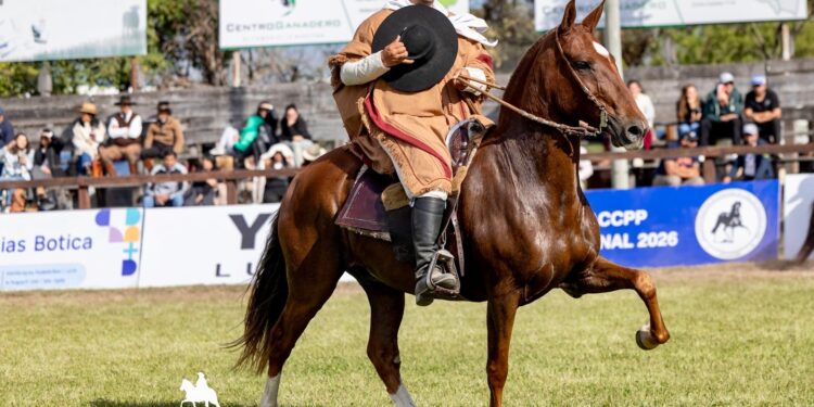 Arequipay: la pasión familiar por los caballos peruanos de paso que crece en Tucumán