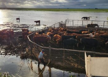 El Niño: en las islas de Santa Fe, aseguran que ya fue evacuada el 70% de la hacienda en peligro
