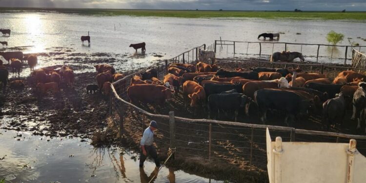El Niño: en las islas de Santa Fe, aseguran que ya fue evacuada el 70% de la hacienda en peligro