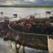 El Niño: en las islas de Santa Fe, aseguran que ya fue evacuada el 70% de la hacienda en peligro