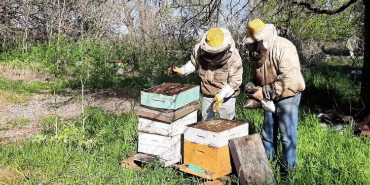El Niño: cómo preparar las colmenas ante el aumento de lluvias