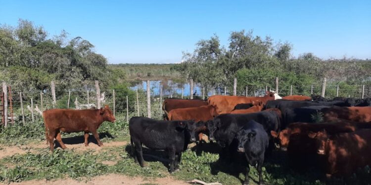 Inundaciones en el Paraná: buscan evacuar 30.000 vacunos