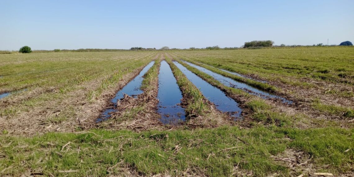 Zafra azucarera 2026: por qué cosechar caña en Tucumán ya da pérdidas