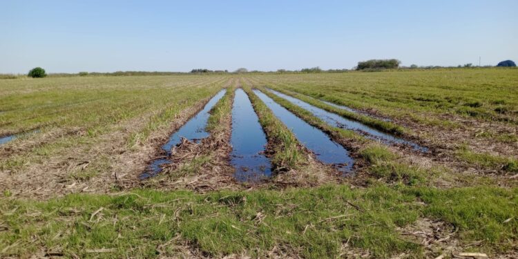 Zafra azucarera 2026: por qué cosechar caña en Tucumán ya da pérdidas