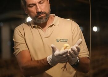 Vacunas avícolas de última generación: cómo proteger a las aves contra tres enfermedades con una sola aplicación