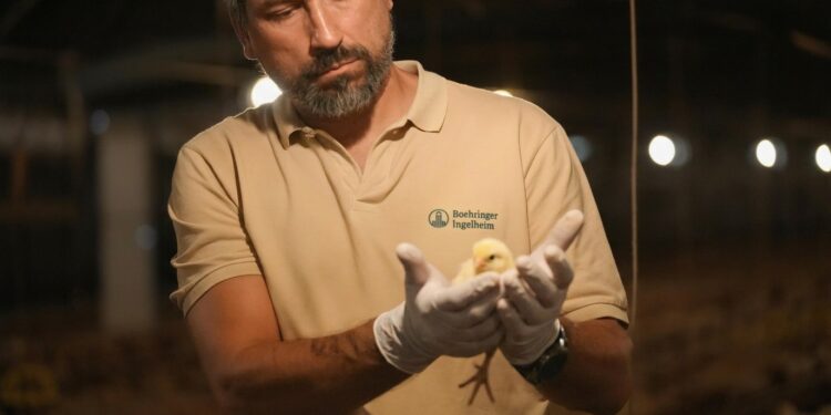 Vacunas avícolas de última generación: cómo proteger a las aves contra tres enfermedades con una sola aplicación