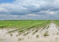 Súper Niño en Tucumán: qué puede pasar con las lluvias y cómo prepararse en el campo