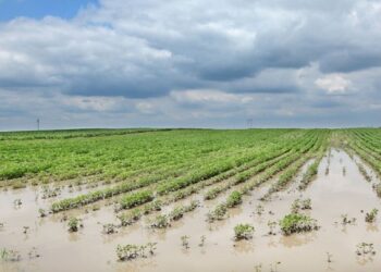 Súper Niño en Tucumán: qué puede pasar con las lluvias y cómo prepararse en el campo