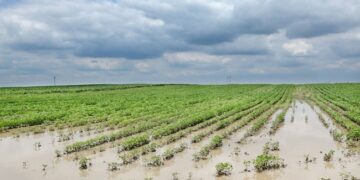 Súper Niño en Tucumán: qué puede pasar con las lluvias y cómo prepararse en el campo