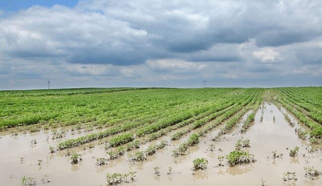 Súper Niño en Tucumán: qué puede pasar con las lluvias y cómo prepararse en el campo