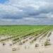 Súper Niño en Tucumán: qué puede pasar con las lluvias y cómo prepararse en el campo