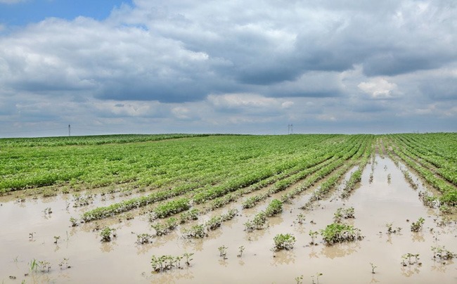 Súper Niño en Tucumán: qué puede pasar con las lluvias y cómo prepararse en el campo