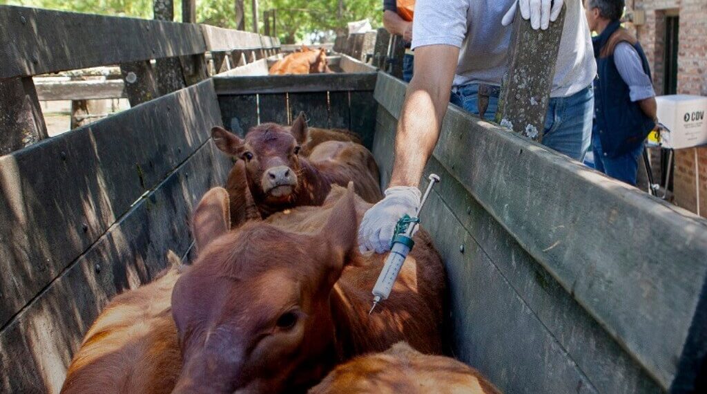 Vacunación antiaftosa: cómo elegir un veterinario privado
