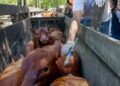Vacunación antiaftosa: cómo elegir un veterinario privado