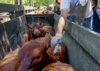 Vacunación antiaftosa: cómo elegir un veterinario privado