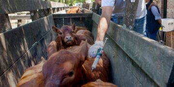 Vacunación antiaftosa: cómo elegir un veterinario privado