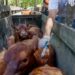Vacunación antiaftosa: cómo elegir un veterinario privado