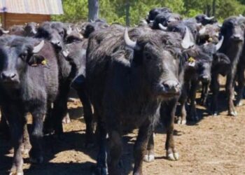 El búfalo avanza: Corrientes muestra el camino para otra carne de alto potencial
