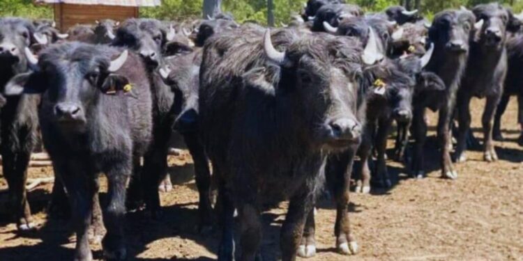El búfalo avanza: Corrientes muestra el camino para otra carne de alto potencial
