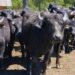 El búfalo avanza: Corrientes muestra el camino para otra carne de alto potencial