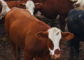 El feedlot rompe los manuales: ¿por qué los corrales se siguen llenando en plena época de vaciado?