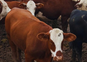 El feedlot rompe los manuales: ¿por qué los corrales se siguen llenando en plena época de vaciado?