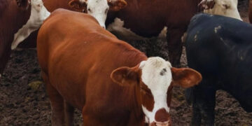 El feedlot rompe los manuales: ¿por qué los corrales se siguen llenando en plena época de vaciado?
